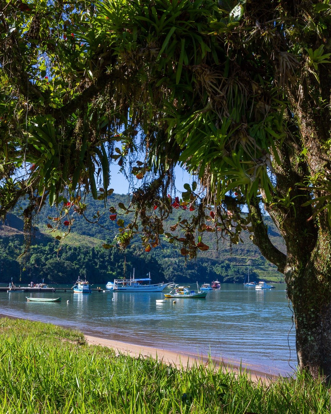 Vista emoldurada por uma árvore coberta de bromélias e orquídeas, através da qual se vê uma enseada calma com barcos ancorados, morros verdes ao fundo e uma estreita faixa de praia e grama em primeiro plano.