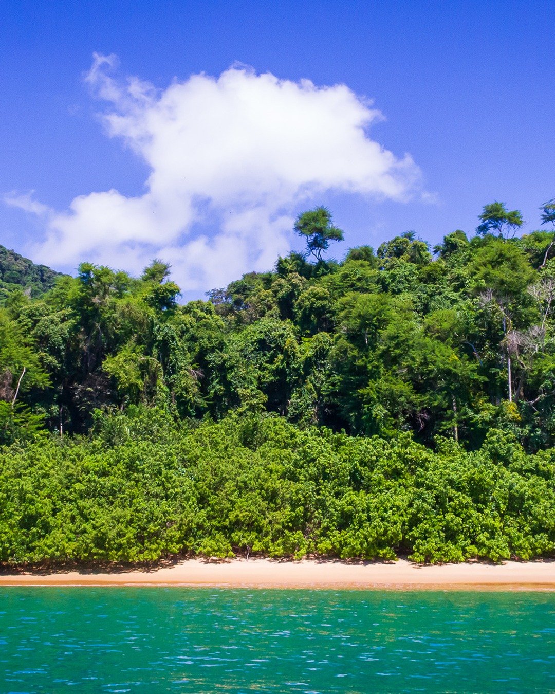 Encosta coberta por mata atlântica densa e verde, com faixa estreita de areia clara à beira de um mar turquesa calmo e céu azul com nuvem branca ao centro.
